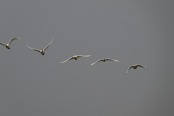 birds in flight
