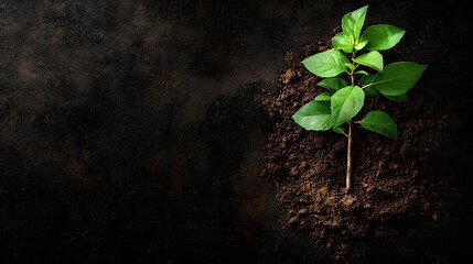 Naklejka premium A single young tree sapling growing in rich fertile soil symbolizing the process of reforestation and sustainable environmental growth The image conveys a sense of hope renewal