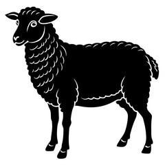 black and white sheep