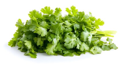 Fototapeta premium A bunch of fresh cilantro, isolated on white