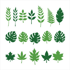  Leaf vector green plant, Set of Green Tropical and Botanical Leaves Vector Illustration on white Background.