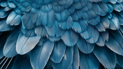 Close-up photo of a blue-feathered pigeon that can also be used as a texture or background.