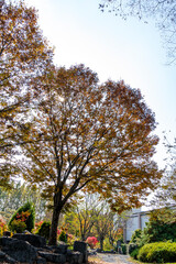 Autumn park with colorful trees with and falling leaves in the park