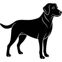 black labrador retriever