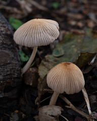 Mushrooms growing on dead wood