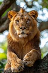 Obraz premium A lion laying on top of a tree branch