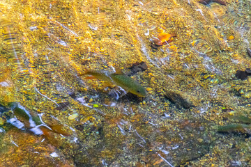 Ton Chongfa Waterfall fish in clear water Khao Lak Thailand.