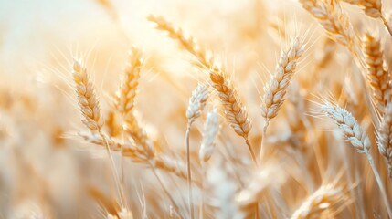 Fototapeta premium Wheat grains up close on a white background