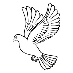 male pigeon or dove spreads wings is bird gracefully hovers in the air outline style