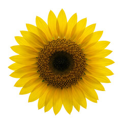 Fototapeta premium sunflower isolated on a transparent background Perfect for summer designs nature themes and cheerful creative projects