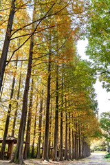 Autumn park with colorful trees with and falling leaves in the park