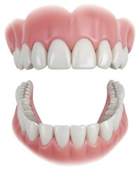 Obraz premium A set of teeth, including the upper and lower jaws. The teeth appear to be healthy and well-aligned