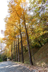 Fototapeta premium Autumn park with colorful trees with and falling leaves in the park