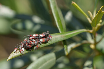Lime seed bugs with red and black markings gather on a leaf in a natural setting.