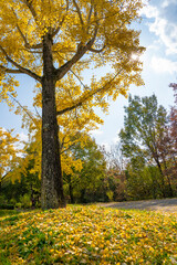 Autumn park with colorful trees with and falling leaves in the park