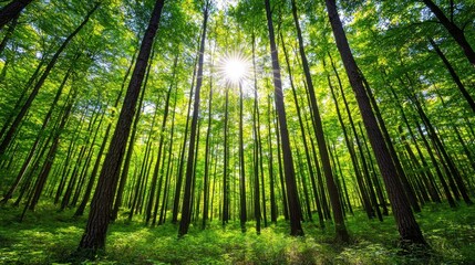 Obraz premium Lush Green Forest with Sunlit Pathway and Flowing Stream Inviting Nature and Serenity