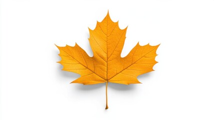 Fototapeta premium Vibrant Autumn Maple Leaf on White Background