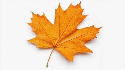 Fototapeta premium Beautifully Vibrant Maple Leaf in Autumn Colors