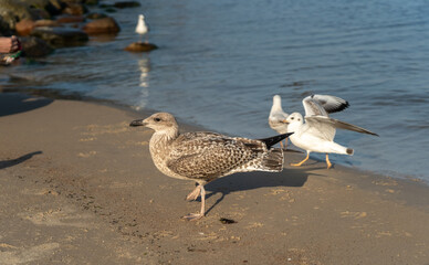 Large seagull chick eats cheese, feeding seagulls on the Baltic Sea in summer, European herring gull
