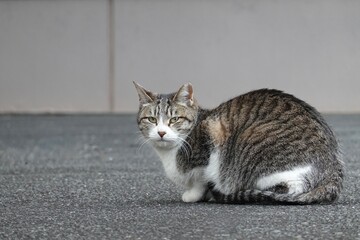 香箱座りするキジ白ネコ