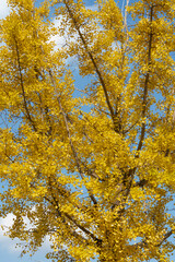 Autumn park with colorful trees with and falling leaves in the park