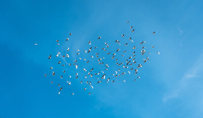 large flock of seagulls soaring gracefully against a vast blue sky in dynamic flight