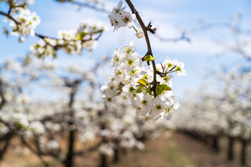 Pear flowers bloom in spring