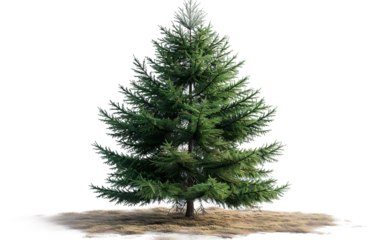 Majestic Evergreen Tree in Tranquil Landscape Perfect for Christmas Cards Nature Documentaries and Eco Friendly Designs