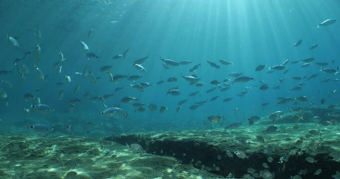 sun beams sun rays sun shine underwater nice light slow moving at the  bottom reflections relaxing ocean scenery with fish  around