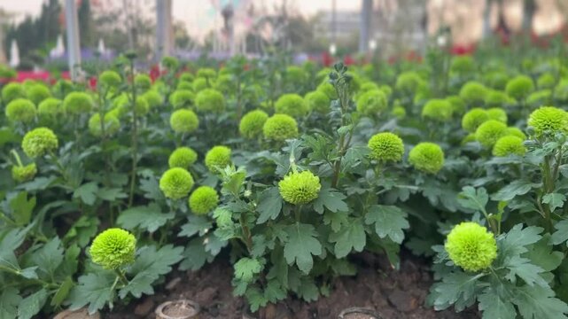 Green pompon Chrysanthemum plant blooming with round, clustered flowers and vibrant green petals surrounded by lush foliage.
