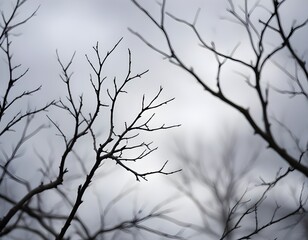 Bare tree branches against a blurred, overcast sky