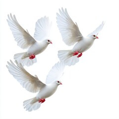 Fototapeta premium Three graceful white doves soaring together in harmony through a clear blue sky, symbolizing unity and freedom of spirit