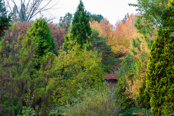 Autumn park with colorful trees with and falling leaves in the park