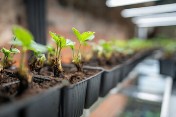 Strawberry cultivation, seedlings prepared for planting in greenhouse. Young plants neatly arranged, available for purchase. Sustainable farming, agricultural preparation, fresh produce, nursery care