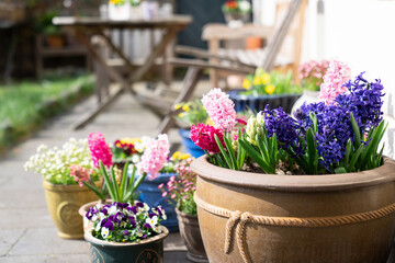 Spring potted flowers in mini garden outdoors. Hyacinths blooming in flowerpots. Home gardening on cozy backyard, terrace. Seasonal homegrown plants. Floral zero waste blossoms decoration