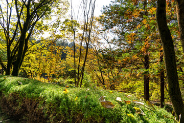 Autumn park with colorful trees with and falling leaves in the park