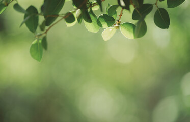 Closeup beautiful view of nature green leaf on greenery blurred background with sunlight and copy space. It is use for natural ecology summer background and fresh wallpaper concept.