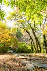 Autumn park with colorful trees with and falling leaves in the park