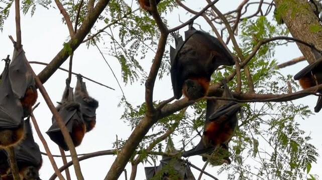 Close up shot of Australian greyheaded flying fox in a tree during the day in Australia