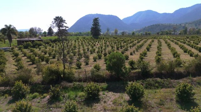 Aerial shot of Guava planting field Agriculture, mexico, michoacan