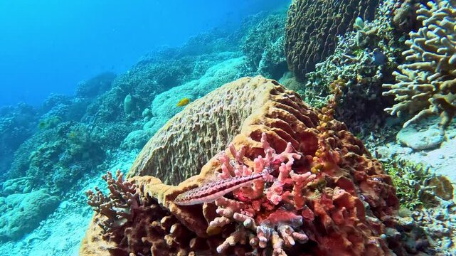 Lizardfish swims on a coral reef