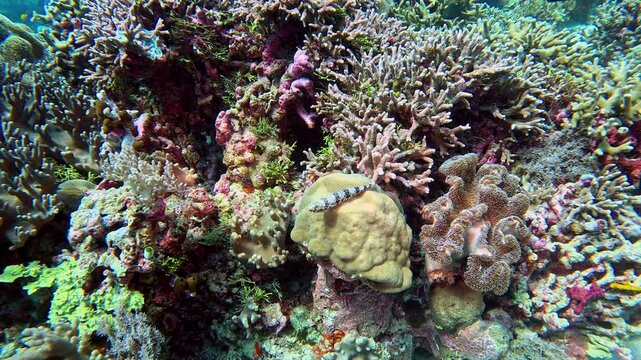 Lizardfish sits on a coral reef.