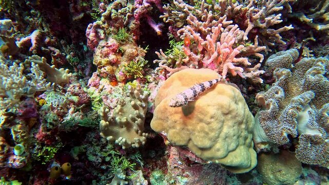 Lizardfish sits on a coral reef in Indonesia.