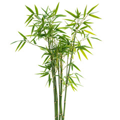 Fototapeta premium Tall Bamboo Plant with Green Leaves Isolated on Transparent Background