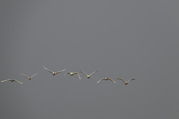 birds in flight