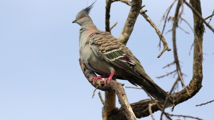 Crested pigeon perched on dry branches with blue sky preens its feathers to keep them clean in slow motion