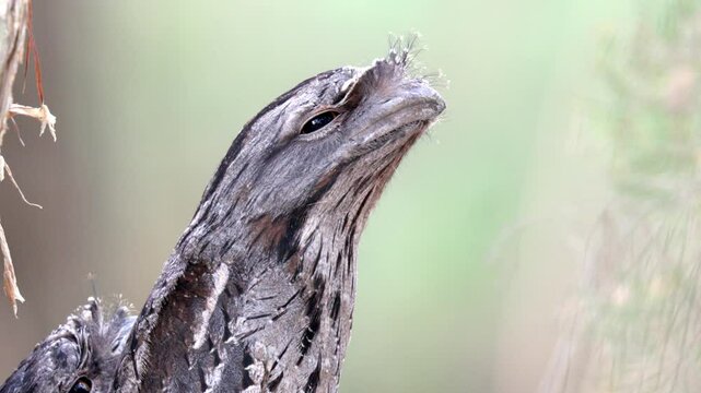 Close up of tawny frogmouth head with bokeh background in slow motion