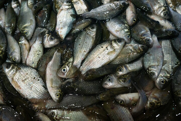 Fresh fish in the market, top view.