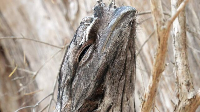 Head of a tawny frogmouth extreme close up slow motion