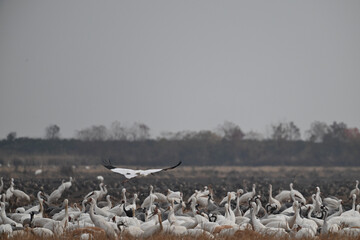 Obraz premium flock of seagulls